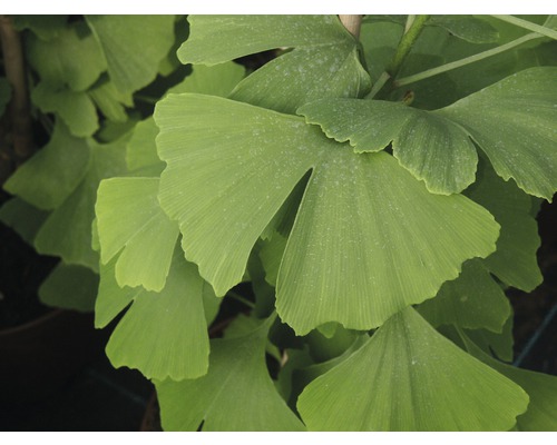 Prim-plan cu frunze de Ginkgo