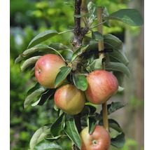 Pom fructifer măr pitic FloraSelf Malus domestica 'Delgrina' H 60-100 cm Co 7,5 L-thumb-0