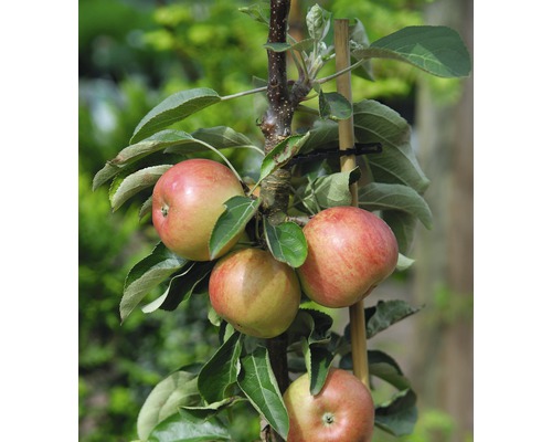 Bio Pom fructifer măr pitic FloraSelf Bio Malus domestica 'Delgrina' H 60-0 8cm Co 7,5 L