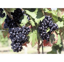 Viță de vie FloraSelf Vitis vinifera 'Nero' H 60-100 cm Co 3 L-thumb-0