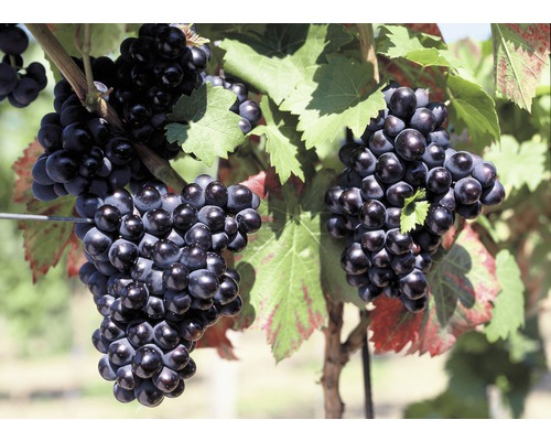 Viță de vie FloraSelf Vitis vinifera 'Nero' H 60-100 cm Co 3 L