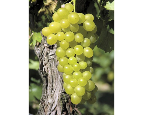 Viță de vie FloraSelf Vitis vinifera 'Augustella' H 60-100 cm Co 3 L Viță de vie FloraSelf Vitis vinifera 'Augustella' H 60-100 cm Co 3 L