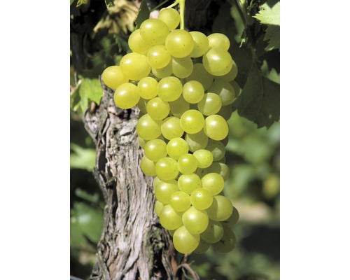 Viță de vie FloraSelf Vitis vinifera 'Augustella' H 60-100 cm Co 3 L