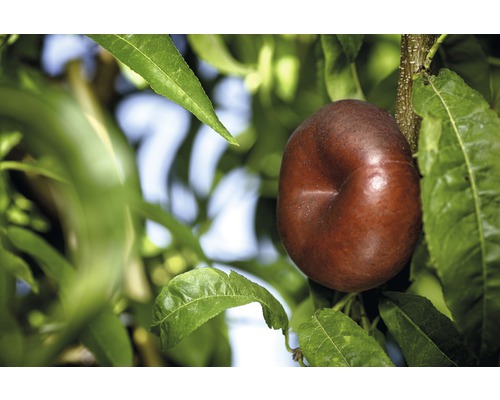 Pom fructifer nectarin cu fructe plate FloraSelf Prunus nucipersica 'Early Platicarpa' H 80-100 cm Co 6 L