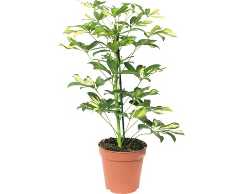 Planta Schefflera în ghiveci