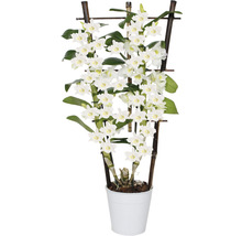 Orhidee FloraSelf Dendrobium nobile H 55-70 cm ghiveci Ø 12 cm-thumb-1 Orhidee FloraSelf Dendrobium nobile H 55-70 cm ghiveci Ø 12 cm-thumb-1