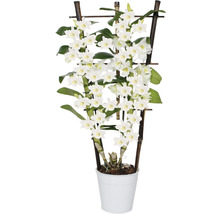 Orhidee FloraSelf Dendrobium nobile H 55-70 cm ghiveci Ø 12 cm-thumb-1