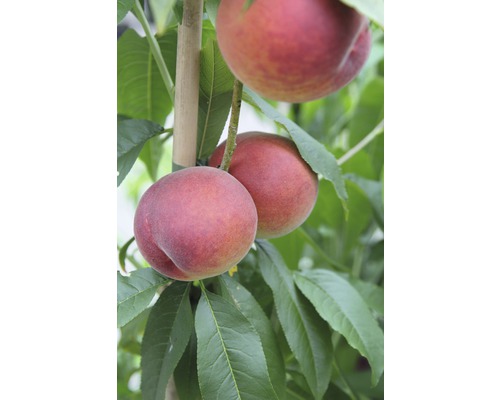 Bio Pom fructifer piersic roșu autofertil FloraSelf Bio Prunus persica 'Weinberg' H ca. 100-120 cm Co 7,5 L