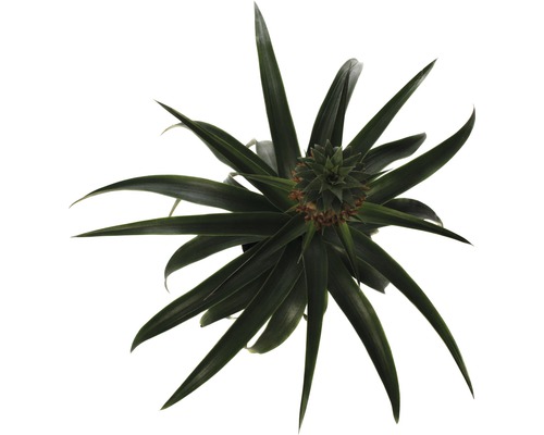 Plantă de ananas de sus