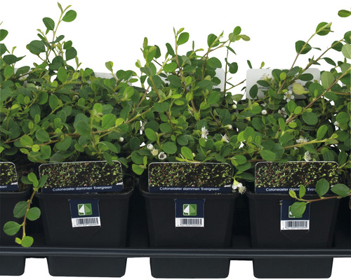 Cotoneaster târâtor veșnic verde în ghivece pe o tavă