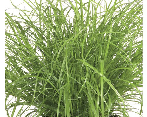 Iarbă ornamentală în ghiveci