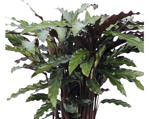 Planta de interior Calathea cu frunze ondulate