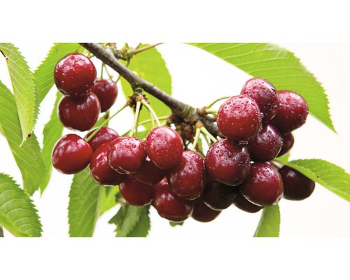 Pom fructifer cireș FloraSelf Prunus avium 'Kassins Frühe Herzkirsche' H 150-180 cm Co 6 L