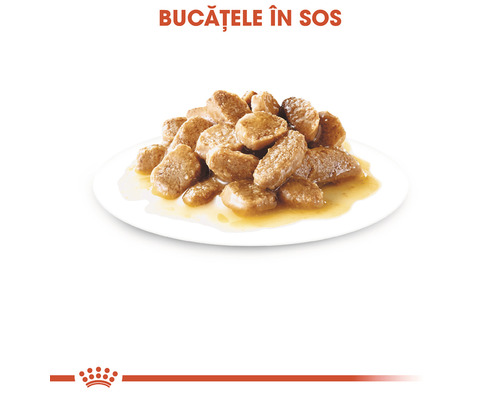 Bucățele de mâncare pentru câini în sos pe o farfurie