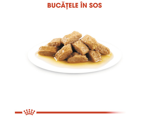 Bucăți de mâncare pentru pisici în sos pe o farfurie