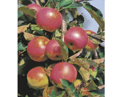 Pom fructifer măr columnar FloraSelf Malus domestica 'Red River' H 150-180 cm Co 10 L