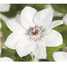 Clematita FloraSelf Clematis Cultivars Hybrid alb H 50-60 cm Co 3 L