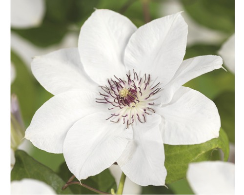 Floare de clematită albă cu accente întunecate