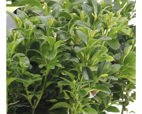 În imagine se vede o plantă tăiată ornamental.