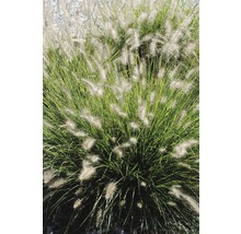 Plantă de grădină Pennisetum în imagine