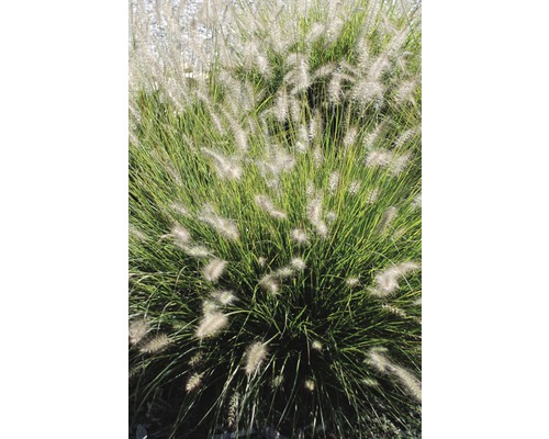 Plantă de grădină Pennisetum în imagine
