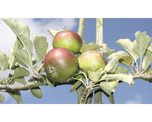 Bio Pom fructifer măr dublu FloraSelf Bio Malus domestica H 100-150 cm Co 20 L