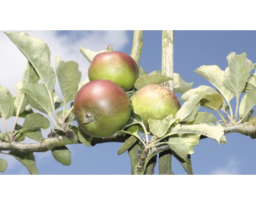 Bio Pom fructifer măr dublu FloraSelf Bio Malus domestica H 100-150 cm Co 20 L Trei mere pe ramura unui măr pe fundalul cerului albastru