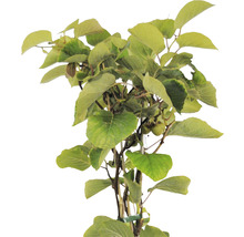 Arbust fructifer Kiwi FloraSelf Actinidia chinensis 'Skylet ' H 100-150 cm Co 7,5 L-thumb-1