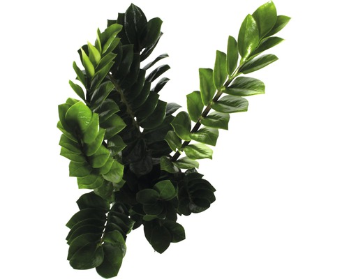 Plantă de interior Zamioculcas cu frunze verzi