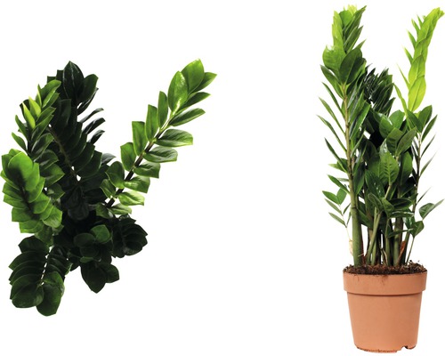 Zamioculcas plantă de interior în ghiveci, două vederi