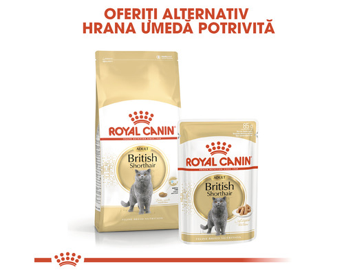 Royal Canin Adult British Shorthair hrană uscată și umedă pentru pisici