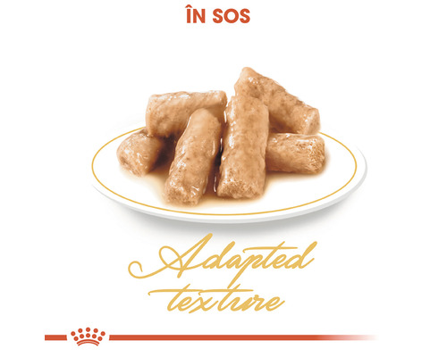 Mâncare pentru pisici în sos pe o farfurie