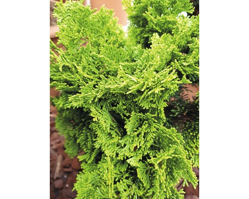 Prim-plan cu un chiparos cu frunze verzi.