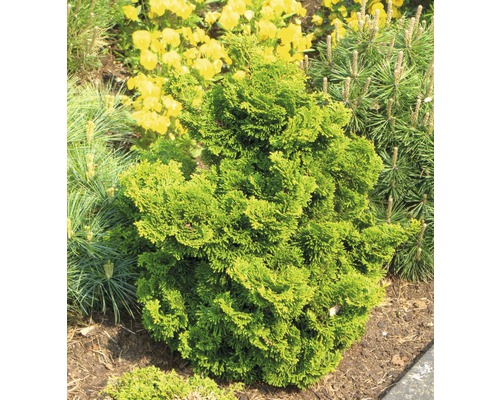 Chiparos globos în grădină