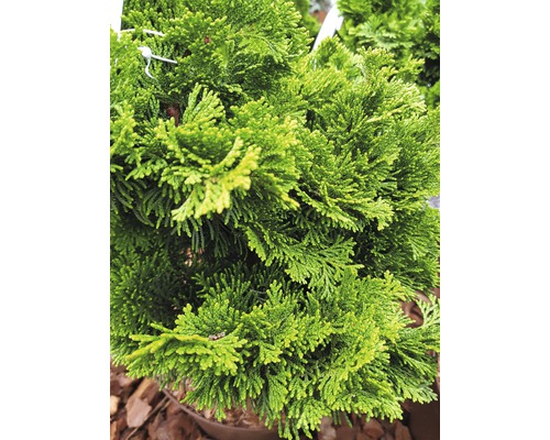 Prim-plan cu un chiparos verde