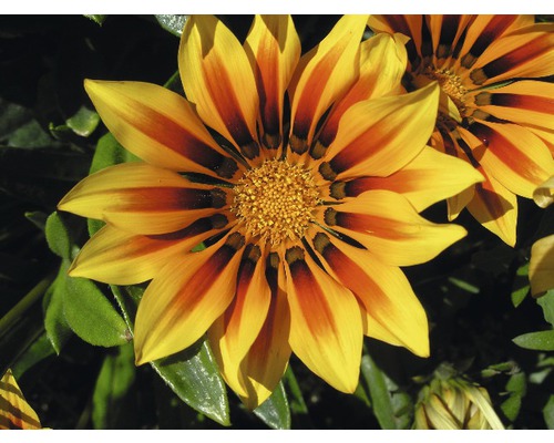 Prim-plan cu floare Gazania