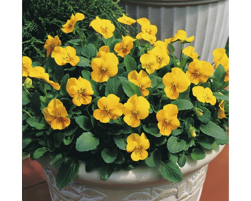 Panseluțe galbene într-un ghiveci