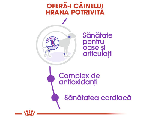 Beneficiile hranei pentru câini: Sănătatea oaselor și articulațiilor, complex de antioxidanți, sănătatea cardiacă