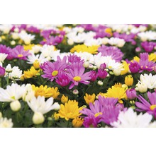 Crizantemă FloraSelf Chrysanthemum indicum 'Carnaval' ghiveci Ø 12 cm-thumb-1
