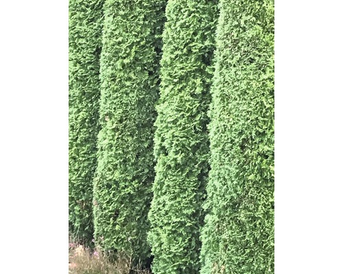 FloraSelf Thuja occidentalis 'Smaragd' H 80-100 cm ClickCo