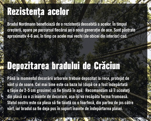 Informații despre rezistența acelor și depozitarea brazilor de Crăciun