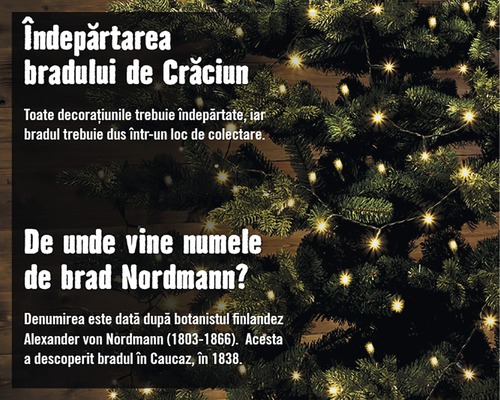 Informații despre tema pomului de Crăciun