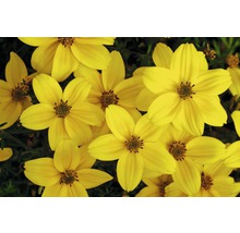 FloraSelf Bidens aurea ghiveci Ø 10,5