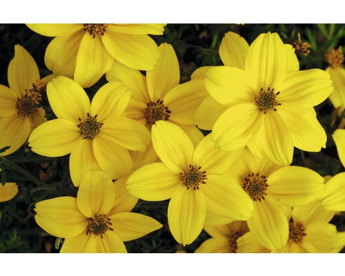 Bidens, ghiveci Ø 12 cm Bidens, ghiveci Ø 12 cm