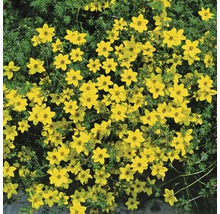 FloraSelf Bidens aurea ghiveci Ø 10,5