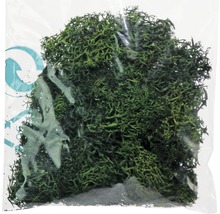Unitate de ambalare mușchi de pădure pentru decorare
