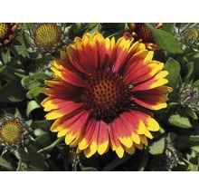 Prim-plan cu o floare Gaillardia