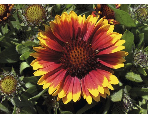 Prim-plan cu o floare Gaillardia