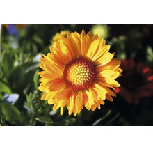 Prim-plan cu o floare Gaillardia în grădină