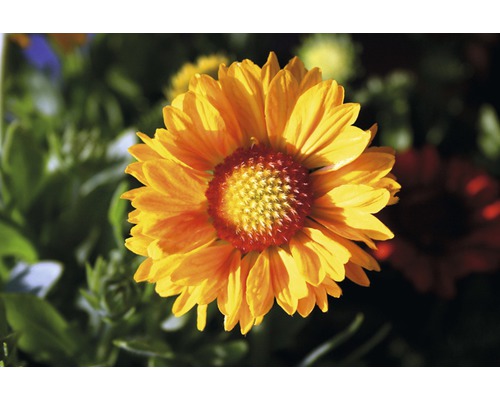 Prim-plan cu o floare Gaillardia în grădină